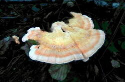 0_1316b6_789cf1a9_M.jpg
