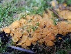 0_d88ea_a95f263b_L.jpg