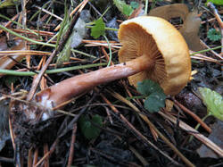 0_187ef8_bd60cd8e_M.jpg