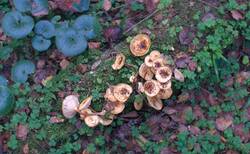0_31e0db_b04e3230_orig.jpg