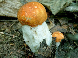 0_1e456e_cbcef769_M.jpg
