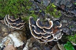 0_1b33c7_710939e0_M.jpg