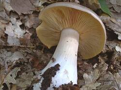0_1b42c9_5258f8e4_M.jpg