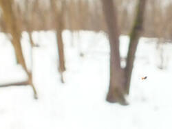 0_11cc6f_9a63455a_M.jpg