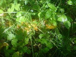 0_168f4e_13c7d164_M.jpg
