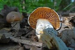 0_1536e4_4883d595_M.jpg