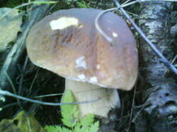 0_1411c0_114453d4_M.jpg
