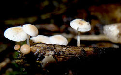 0_1532f3_322f09cc_M.jpg