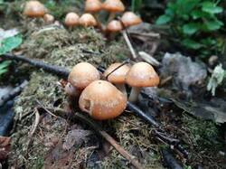 0_186e47_3c1b1461_M.jpg