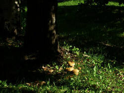 0_d9abb_955aec9d_M.jpg