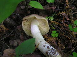 0_f7c6a_4c508795_M.jpg