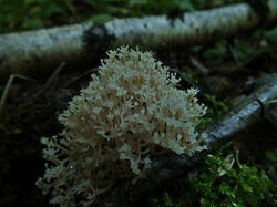 0_d6b45_ba606c22_M.jpg