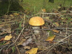 0_13fcae_1e5e61db_M.jpg