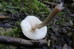 0_1cb777_857b045_M.jpg