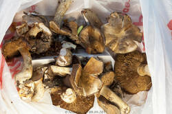 0_c3c91_78d438f2_XXXL.jpg