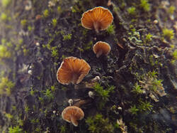 0_11ce10_a8b42289_M.jpg