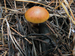 0_187efc_7aa41535_M.jpg