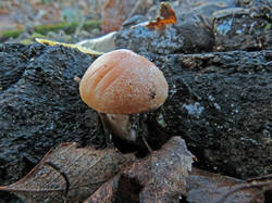 0_1871b2_eab16568_L.jpg