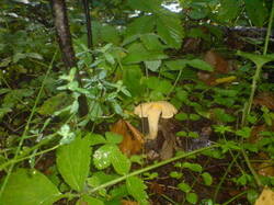 0_168f53_ef56d8b0_M.jpg