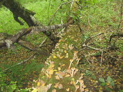 0_171ffd_cc7d3049_M.jpg