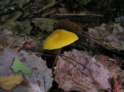 0_f7c6c_9fcc629a_M.jpg