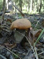 0_bcbf0_822e2079_M.jpg