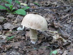 0_e05e7_9cb9ef88_M.jpg