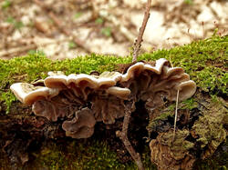 0_171aaa_60621089_orig