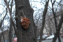 0_31f897_fefd3328_orig.jpg
