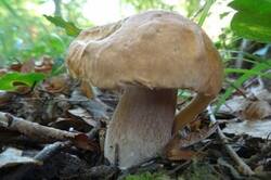 0_1cb4bf_239f2606_M.jpg