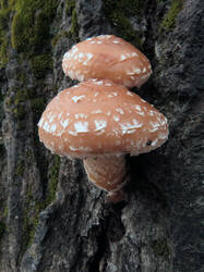 0_1871bb_f0880ee0_L.jpg