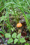 0_e5f3d_f6bb8494_S.jpg
