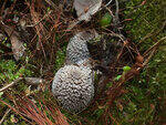 0_1c1f17_c61512f5_S.jpg