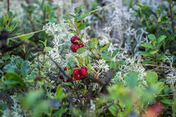0_9ec61_f5e27567_M.jpg