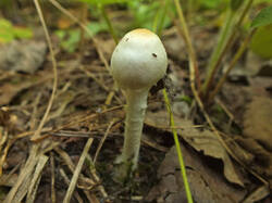 0_d97cf_437d94ee_M.jpg