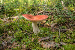 0_a52b5_c5831ce9_M.jpg