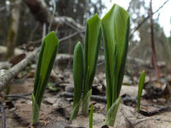 0_110378_ba040f34_M.jpg