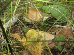0_13fc94_48022556_M.jpg