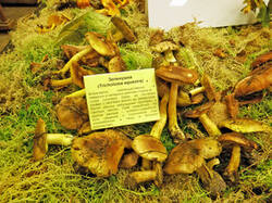 0_cff0d_7714d142_M.jpg
