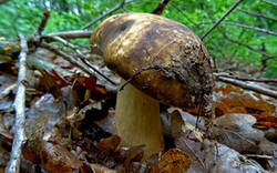 0_1bfbb8_26386b45_M.jpg