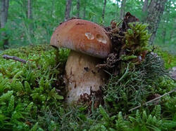0_183eab_6e6fbc36_M.jpg