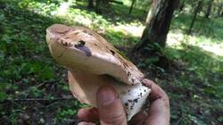 0_184db1_15706777_M.jpg