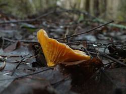 0_d185a_58c4401c_M.jpg