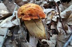 0_129c0f_16153ef3_M.jpg