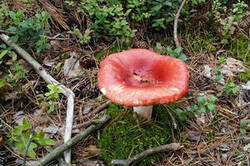 0_1618ea_7fa73929_M.jpg