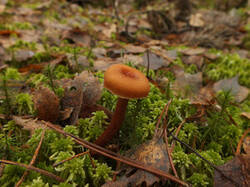 0_d1370_f9e69e54_M.jpg