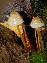 0_d88fe_8b98eca6_L.jpg