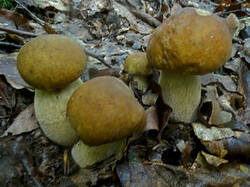 0_18fdd4_52ca797b_M.jpg