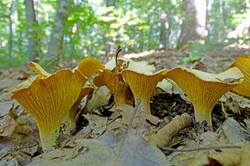 0_185eb6_56a7f6e0_M.jpg