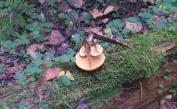 0_31e0d9_922907ac_orig.jpg